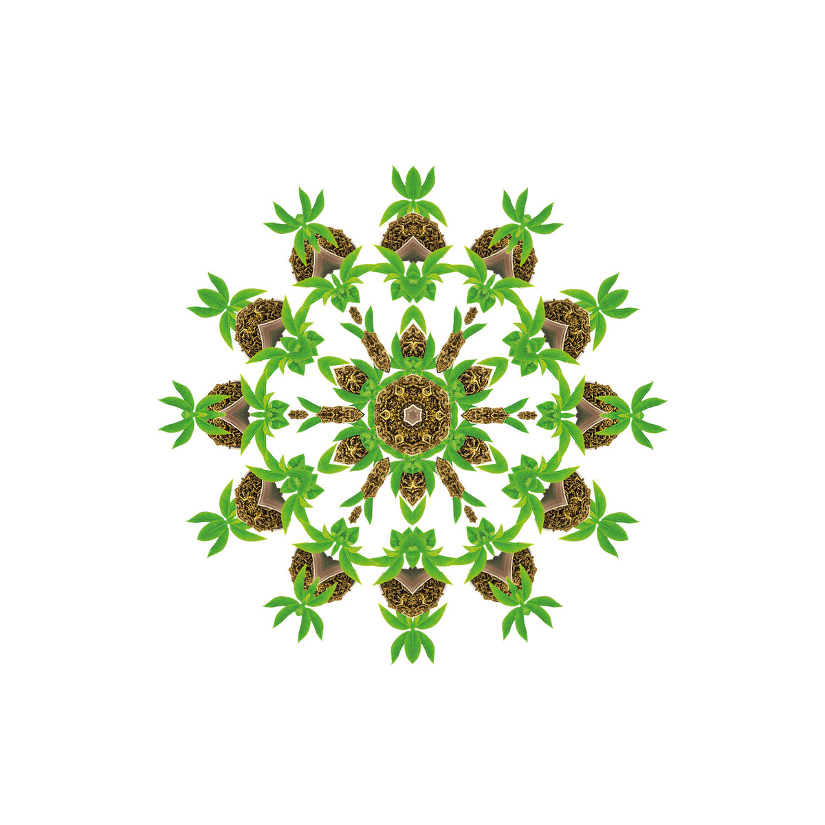 Imperial Green Tea