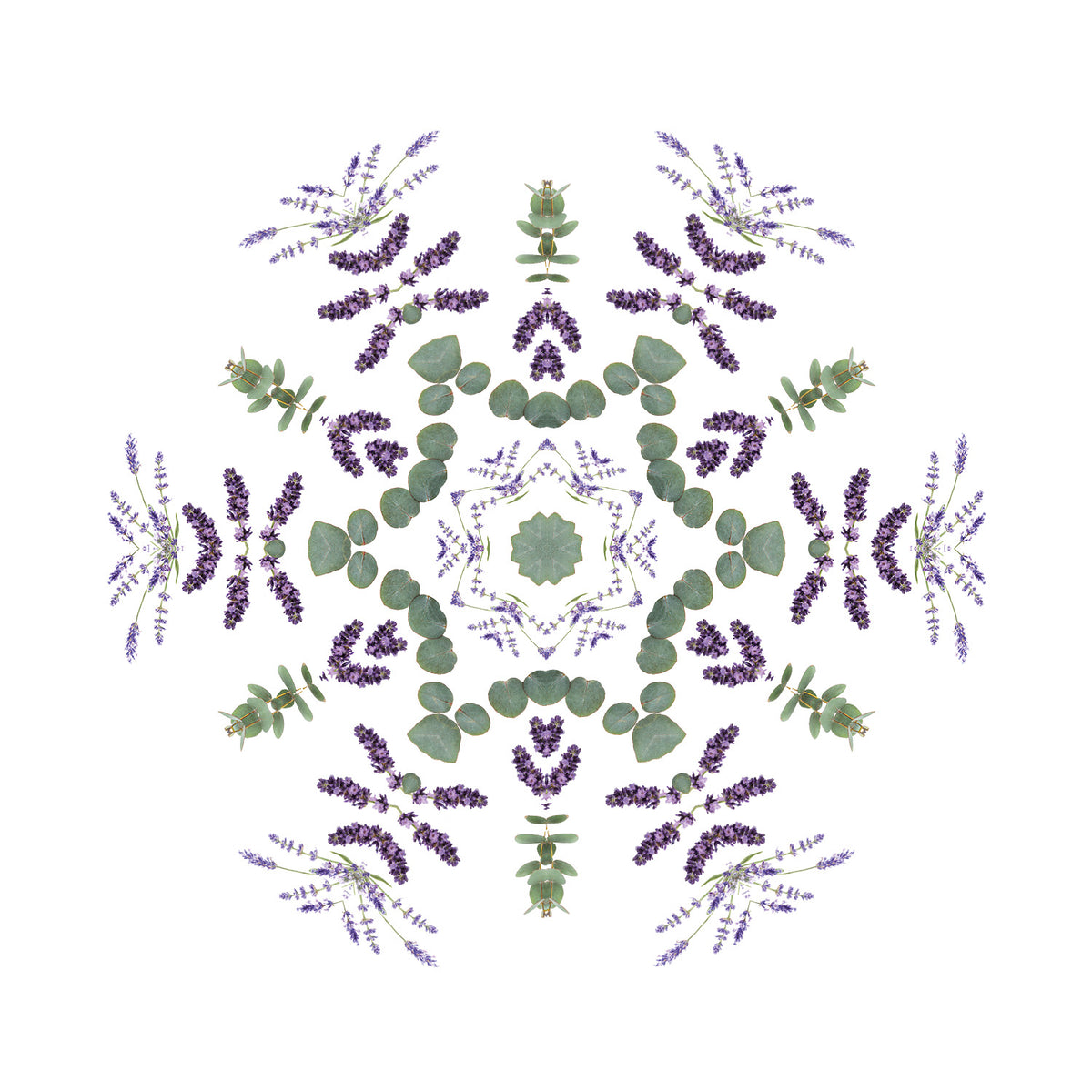 Lavender Fields
