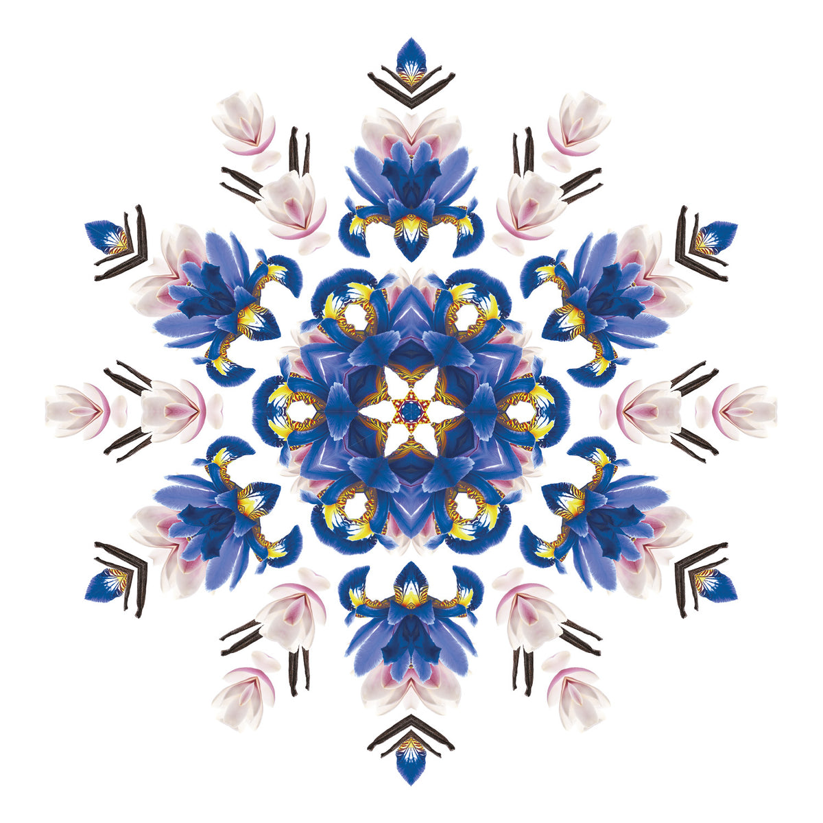 Liliflora