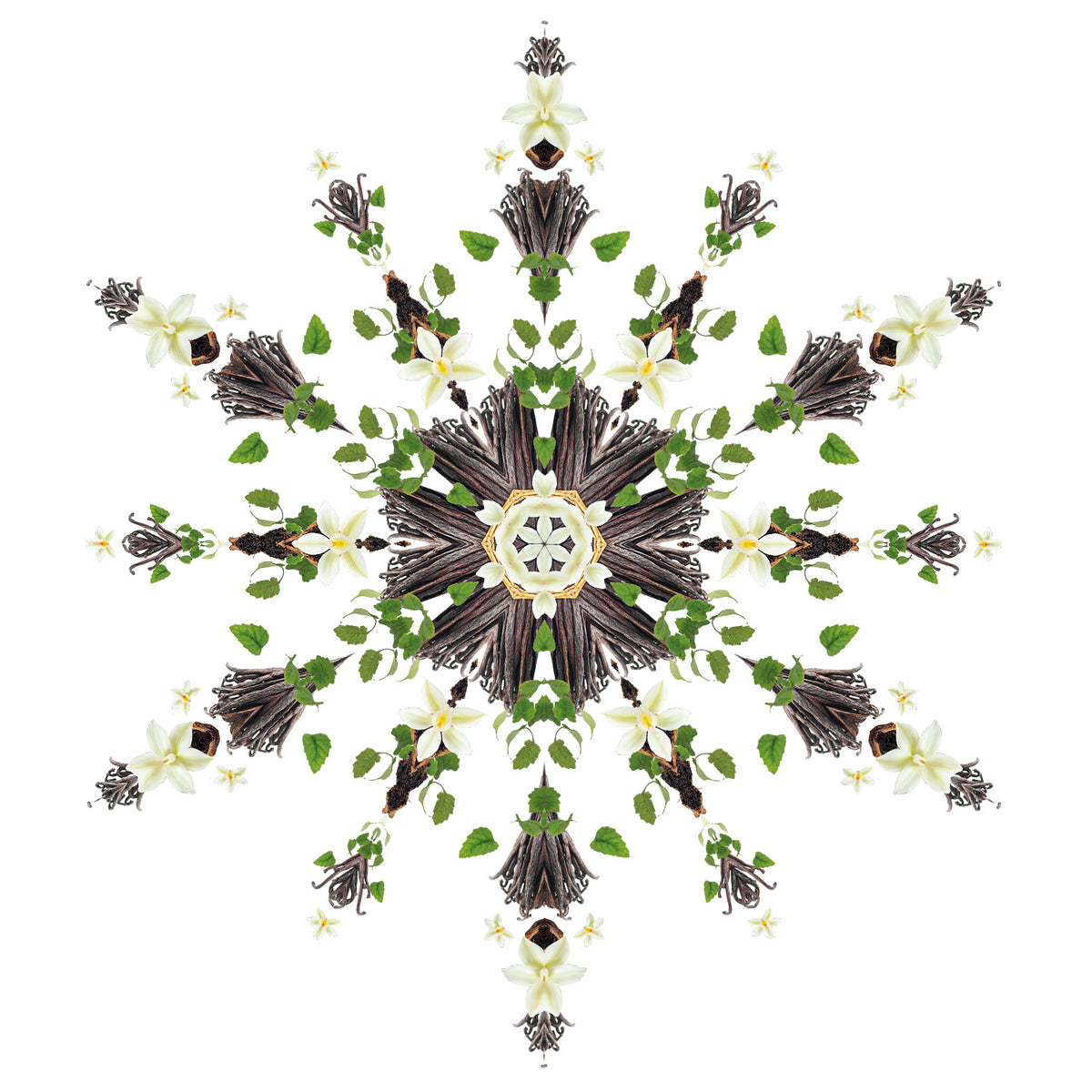 Vanilla Magnificence